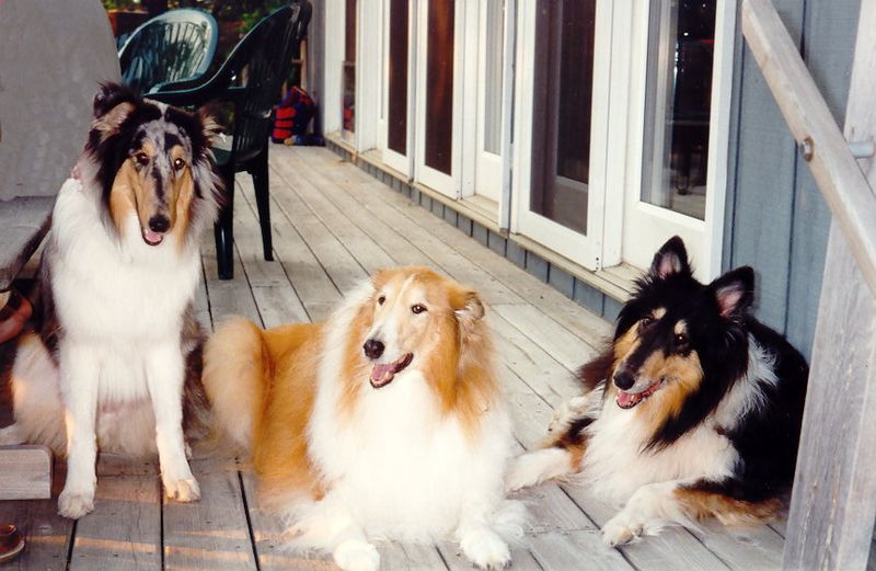 Rough Collie