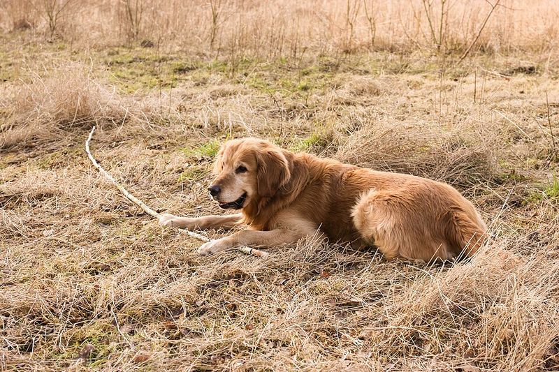 Already have pets? These dog breeds may be much less interested in starting a household rivalry 2 Golden Retriever