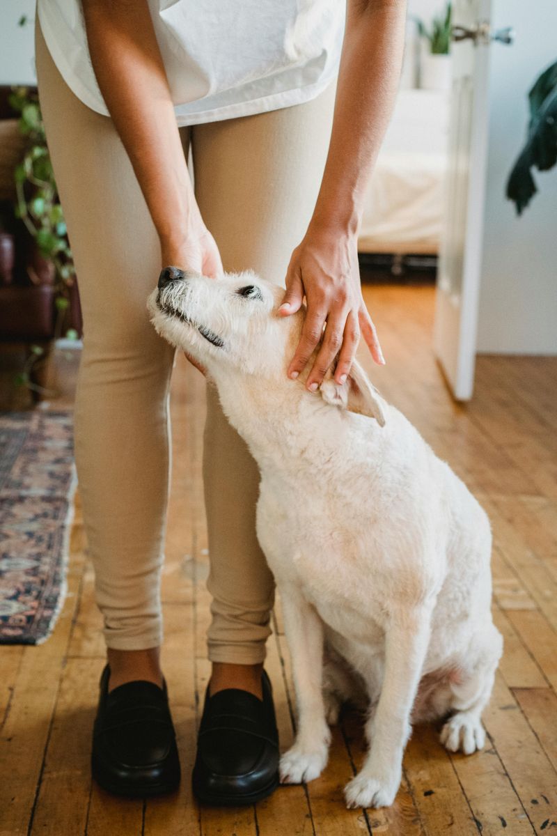 Following their owners everywhere