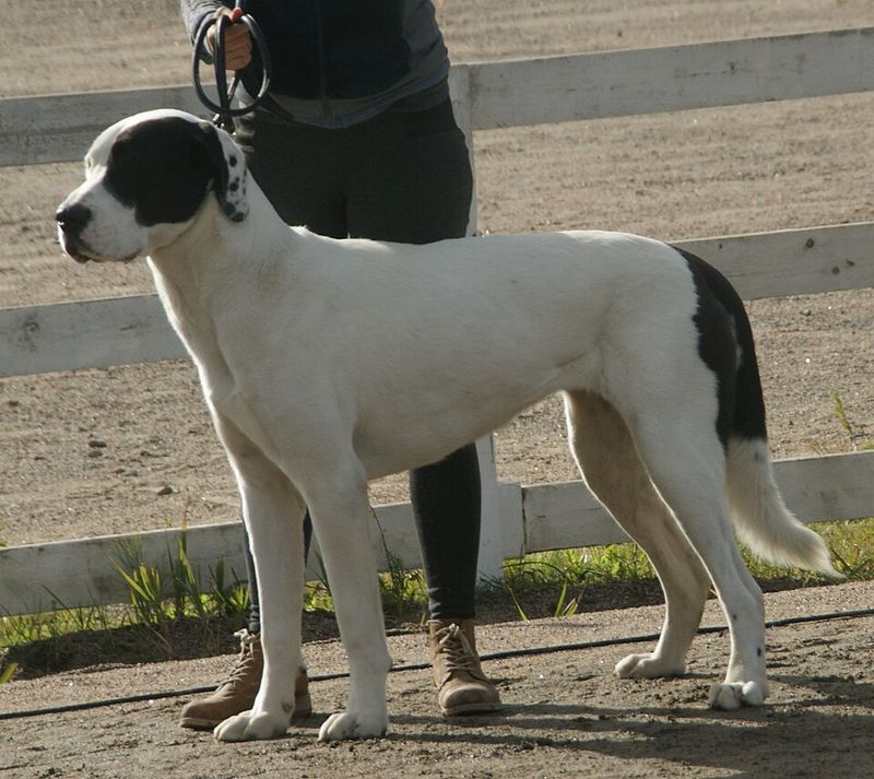 Central Asian Shepherd Dog