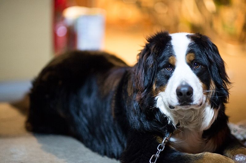 Bernese Mountain Dog