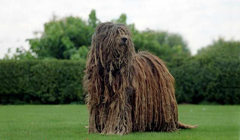 24 Distinctive Dog Breeds You Don’t See Every Day 6 Bergamasco Sheepdog
