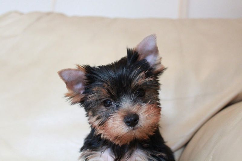 25 Tiny Dog Breeds That Don’t Like Being Left Alone for Long 18 Yorkshire Terrier