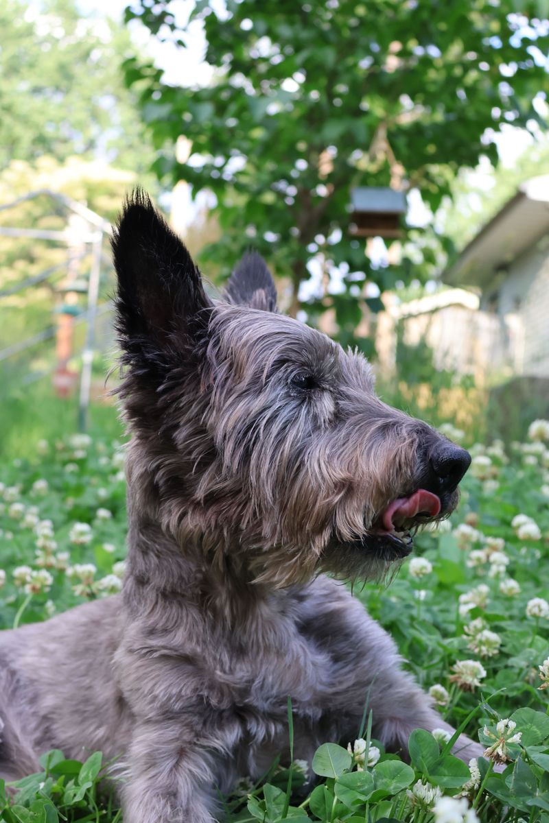 Think tiny dogs know they're tiny? These breeds provide some hilarious evidence to the contrary 12 Cairn Terrier