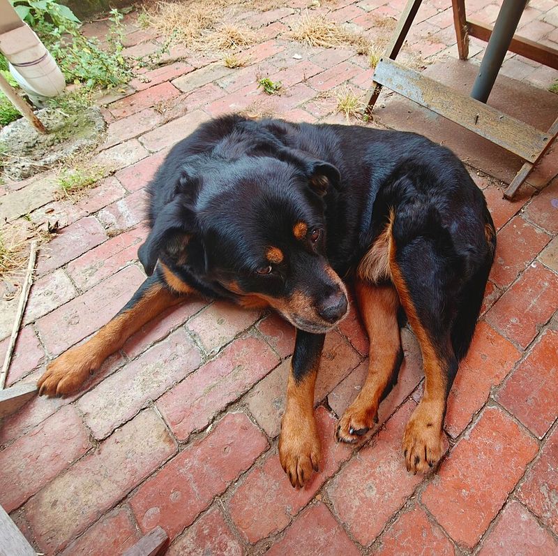 14 dogs that lose it over tiny household noises 8 Rottweiler