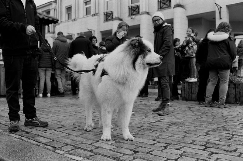 22 Everyday Human Habits That Can Stress Out Your Dog 21 Crowded environments or loud parties