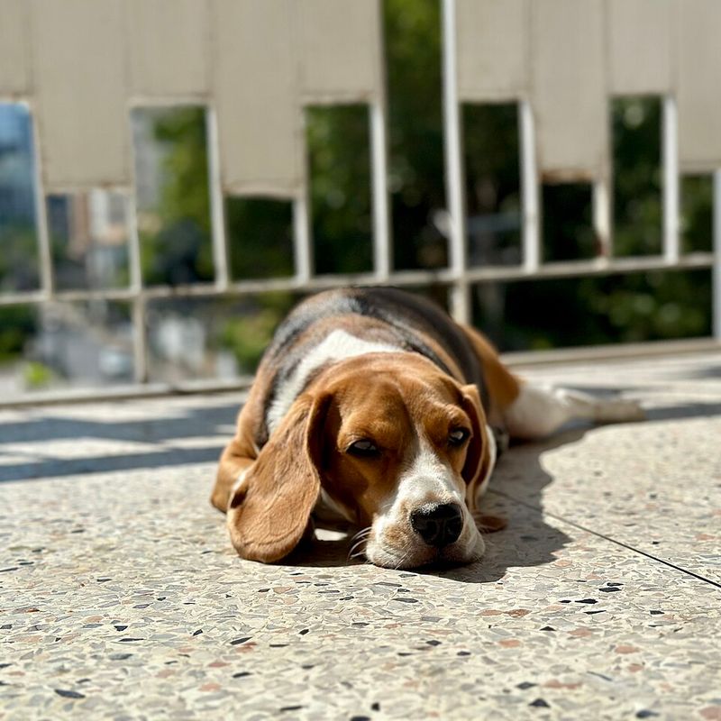 Silence isn't exactly the specialty of these famously vocal dog breeds 2 Beagle