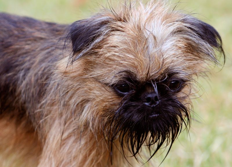 Brussels Griffon