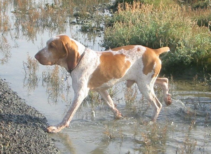 Not All “Easy Dogs” Are the Same - 12 Breeds With Totally Different Strengths 12 Bracco Italiano