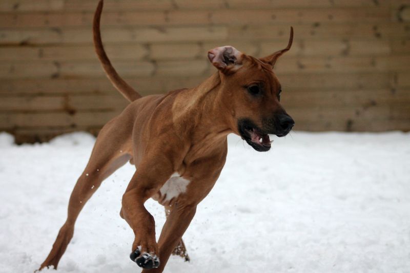 Rhodesian Ridgeback