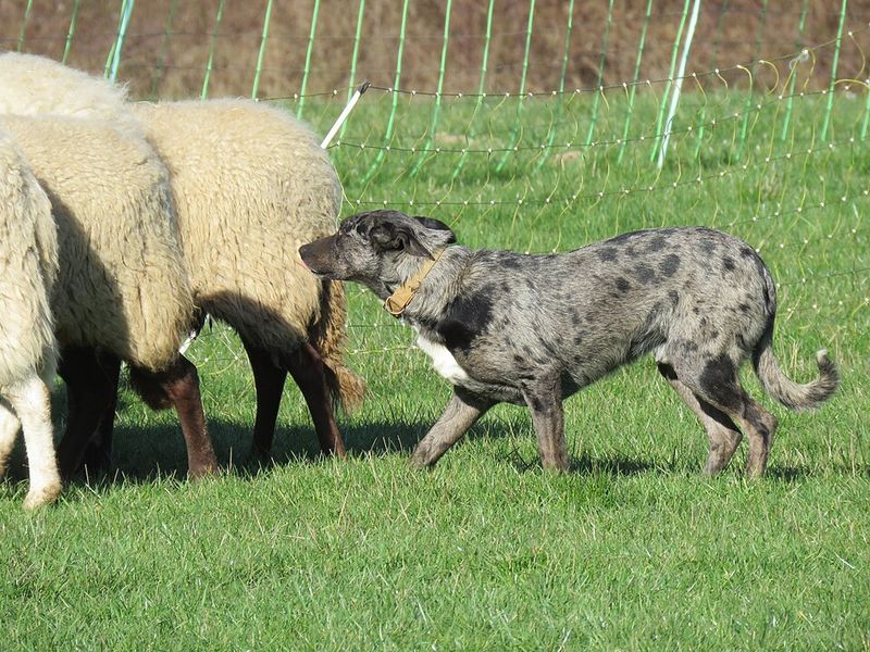 Hangin’ Tree Cowdog