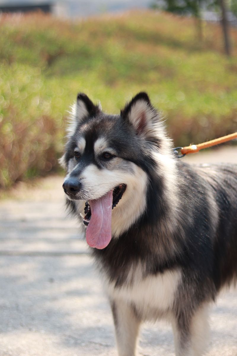 Siberian Husky - the joyful chatterbox