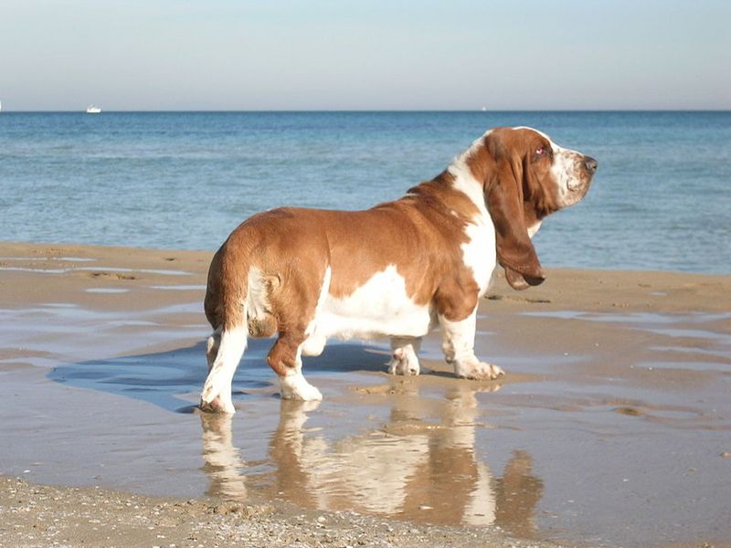 Basset Hound