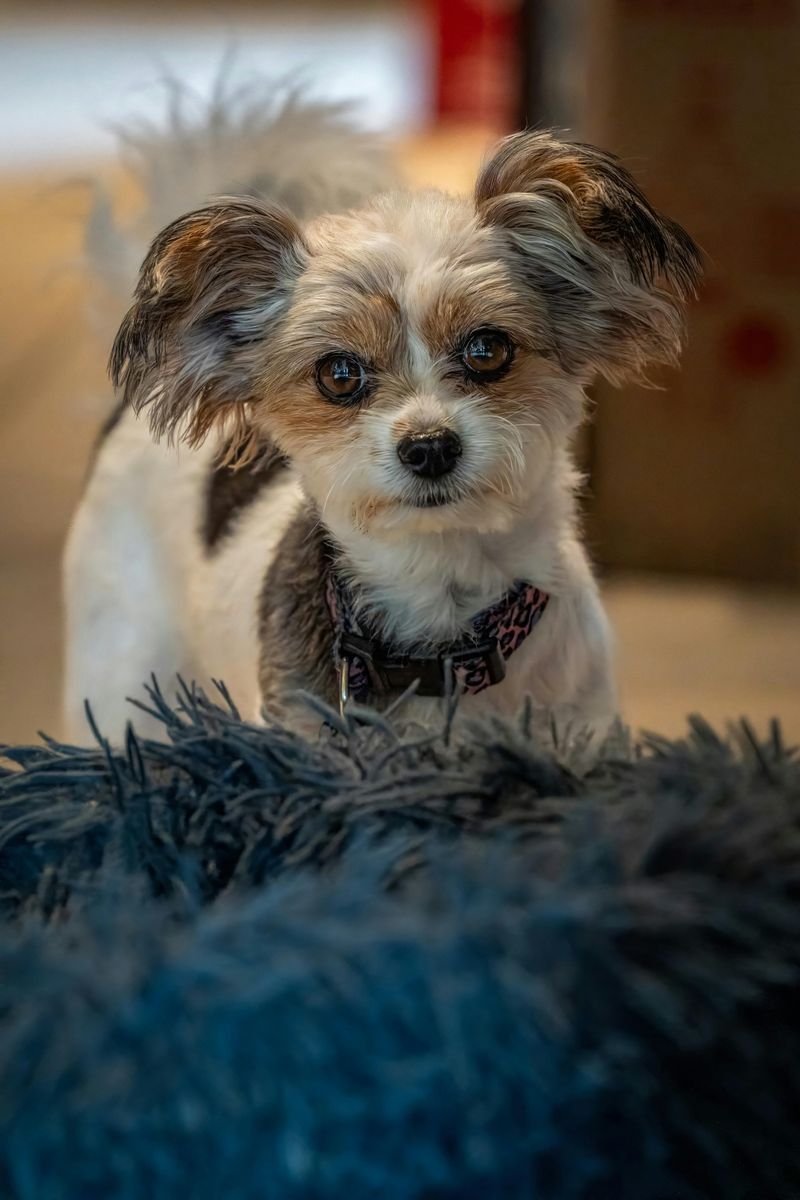 17 Dog Breeds That Stay Delightfully Tiny and Puppy-Like Forever 4 Papillon