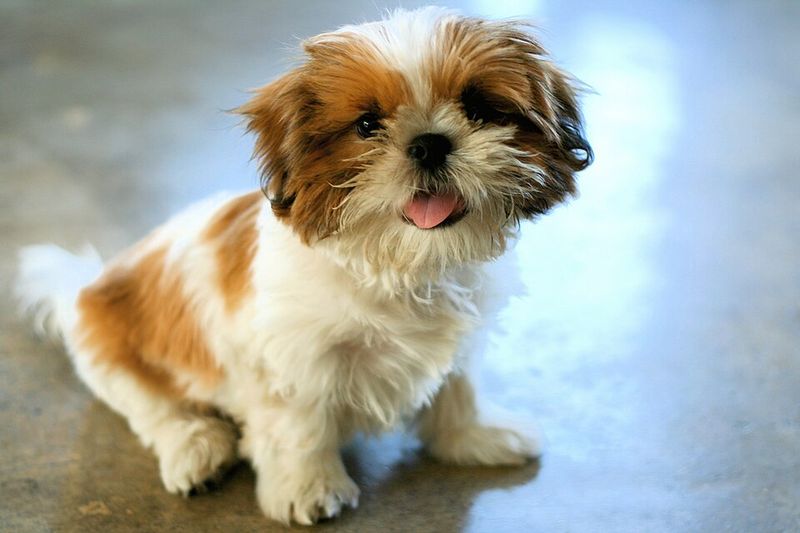 16 Heavy-Shedding Dog Breeds That Shed a Lot (and 10 That Shed Very Little) 22 Shih Tzu