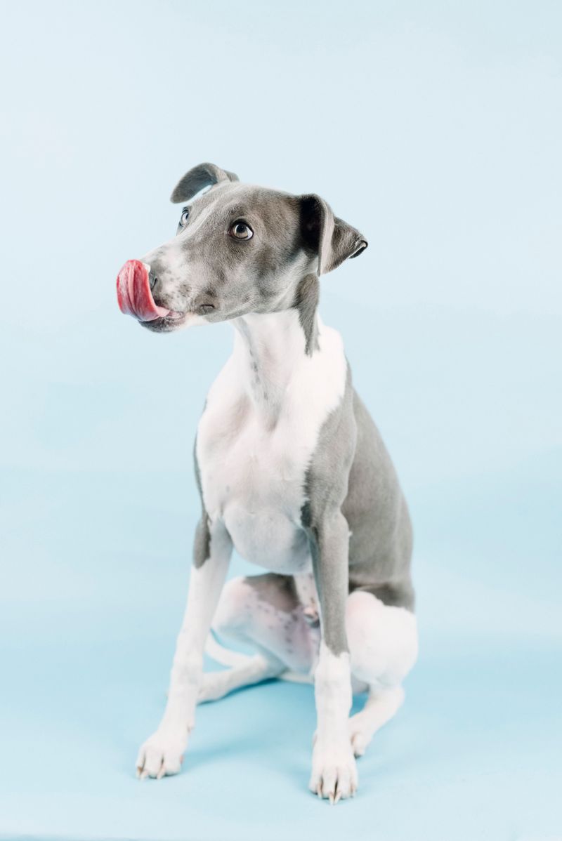 Forget the dog that keeps everyone on their toes - These breeds can make home feel noticeably calmer 2 Greyhound
