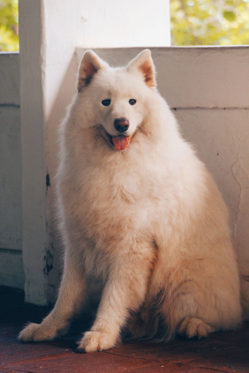 They protect their reputation in public - then unleash the chaos the moment nobody important is watching 12 Samoyed