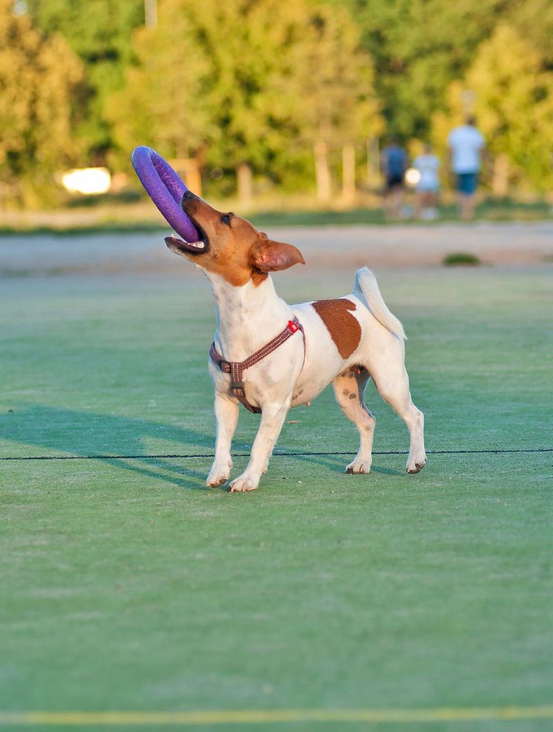 Jack Russell Terrier: Pause Before Play Gets Too Rough