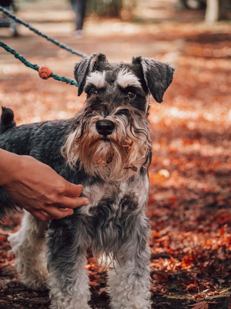 Standard Schnauzer