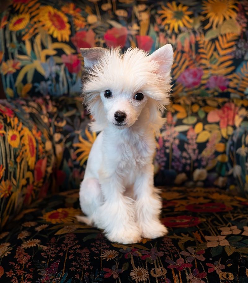Chinese Crested
