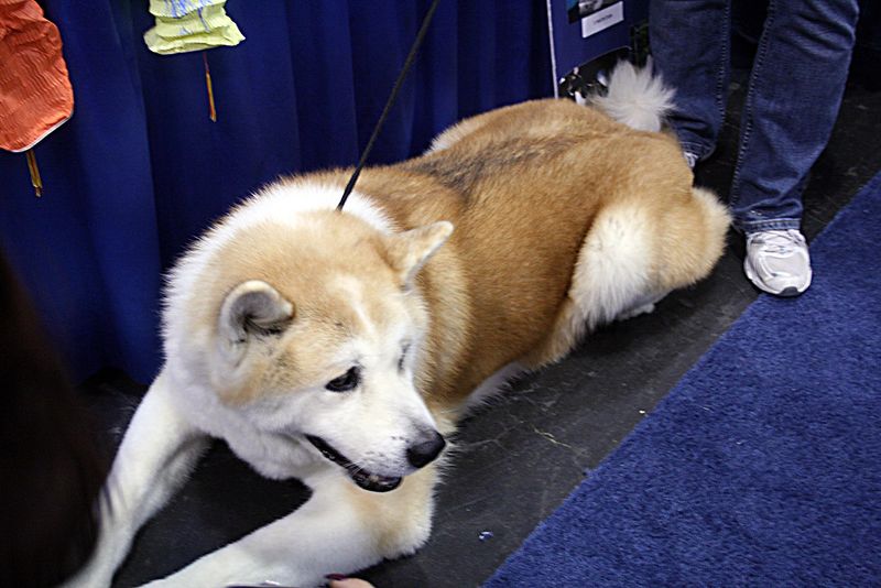 Akita