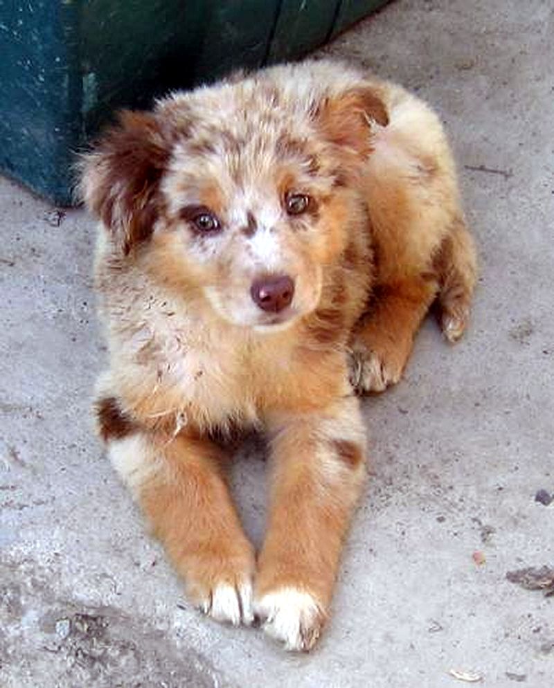 The “Puppy Fear Period” Conversation Is Everywhere - 11 Breeds Owners Say Surprise Them 7 Australian Shepherd