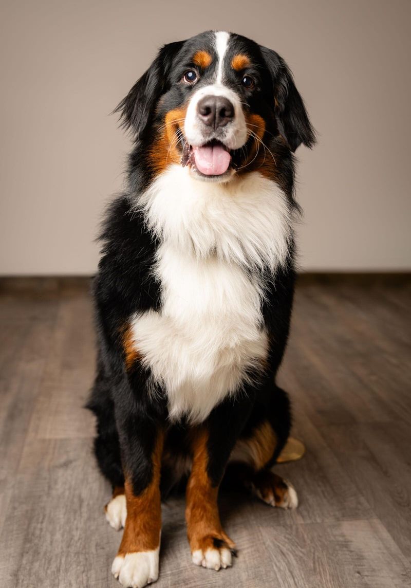10 dog breeds that prove a calm, friendly temperament never goes out of style 6 Bernese Mountain Dog