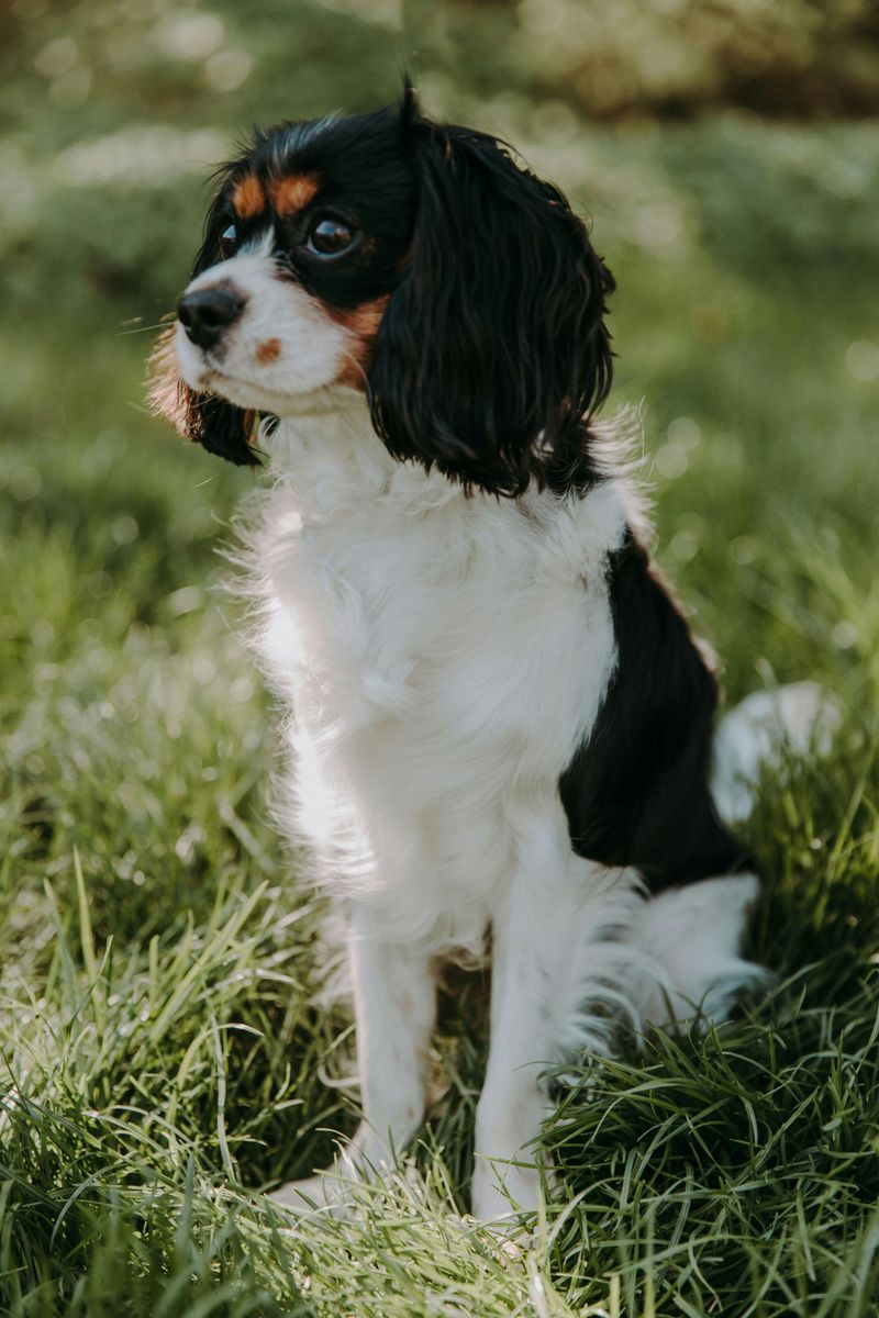 Cavalier King Charles Spaniel