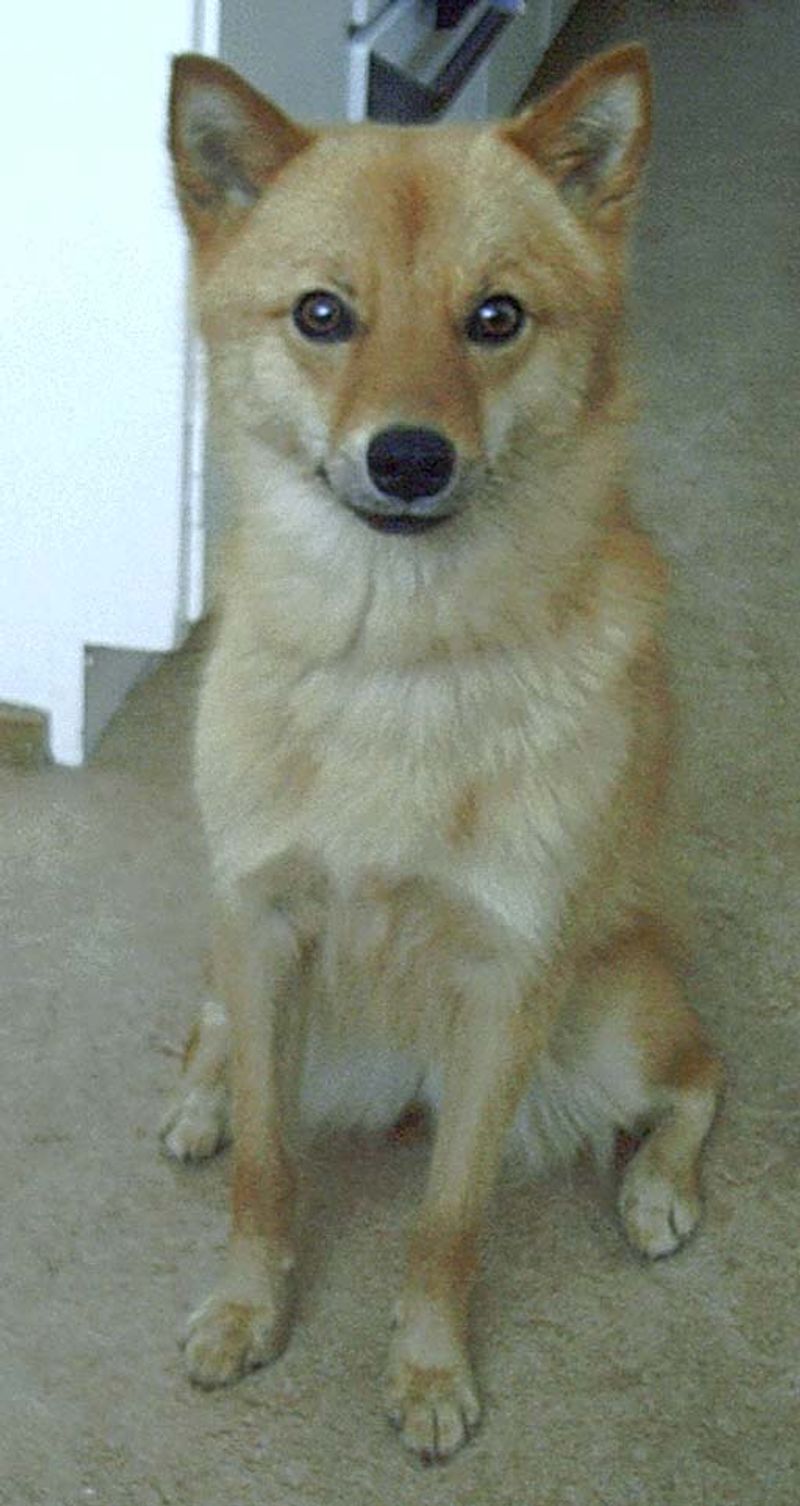 Finnish Spitz