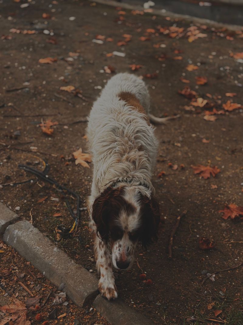10 non-hound dog breeds with impressive noses - plus 2 you probably wouldn't expect 5 English Springer Spaniel