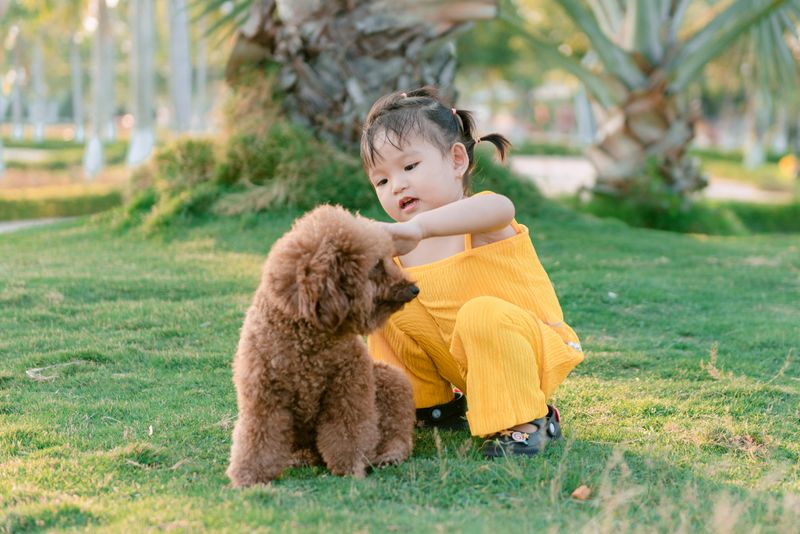 29 Small Dog Breeds That Form Especially Close Bonds with Their Owners 9 Toy Poodle