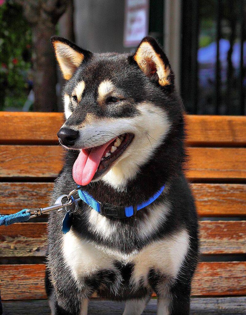 Shiba Inu 