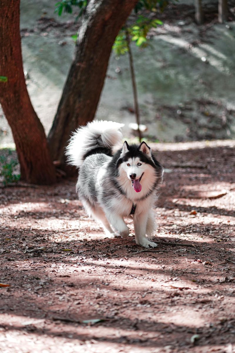11 High-Energy Dog Types That Will Destroy Your House Without Proper Exercise 4 Siberian Husky