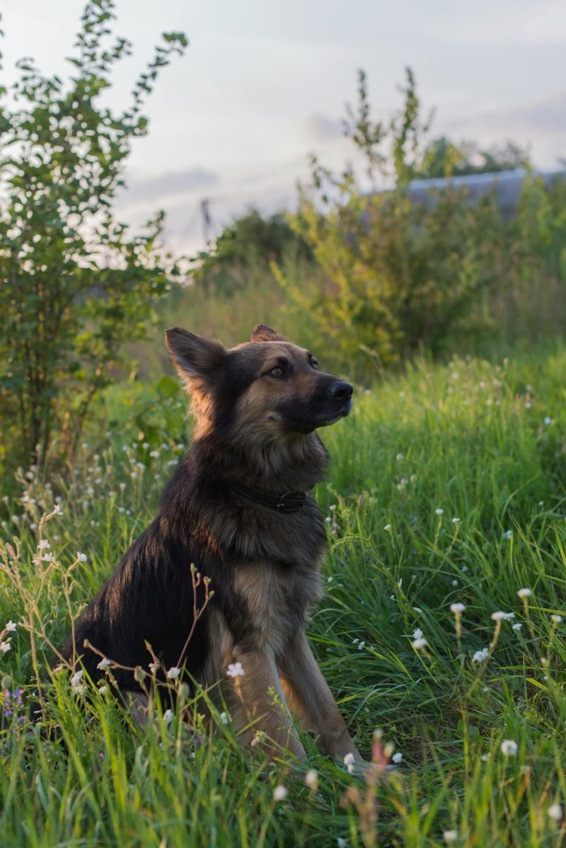 Females are always calmer than males.