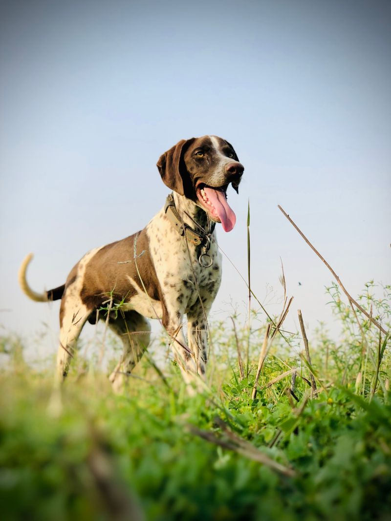 Food, water and two walks a day? For these dogs, that's only the beginning 4 German Shorthaired Pointer
