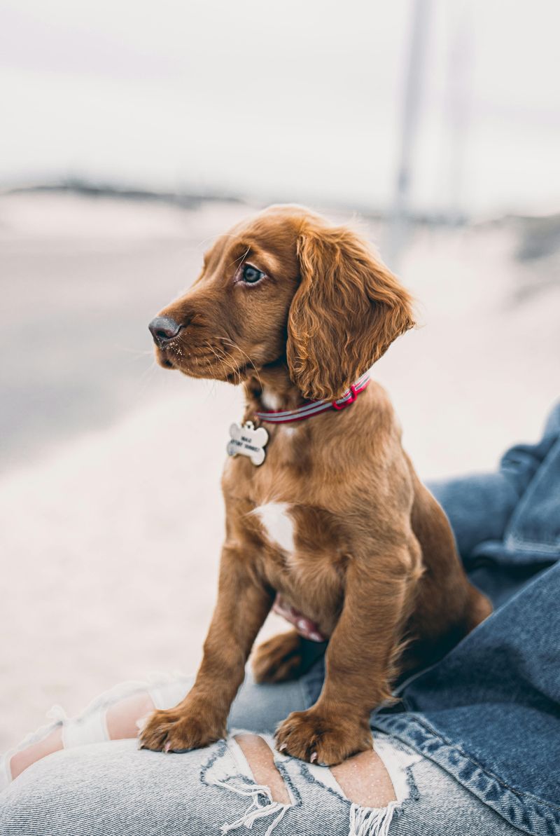 Irish Setter