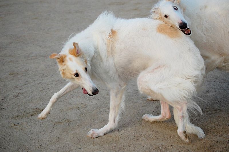 22 Small and Large Dog Breeds That Handle Being Home Alone Well 22 Borzoi
