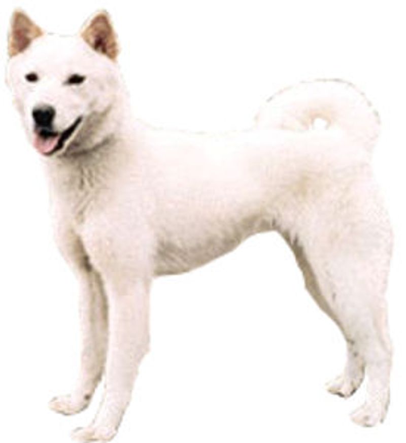 Korean Jindo