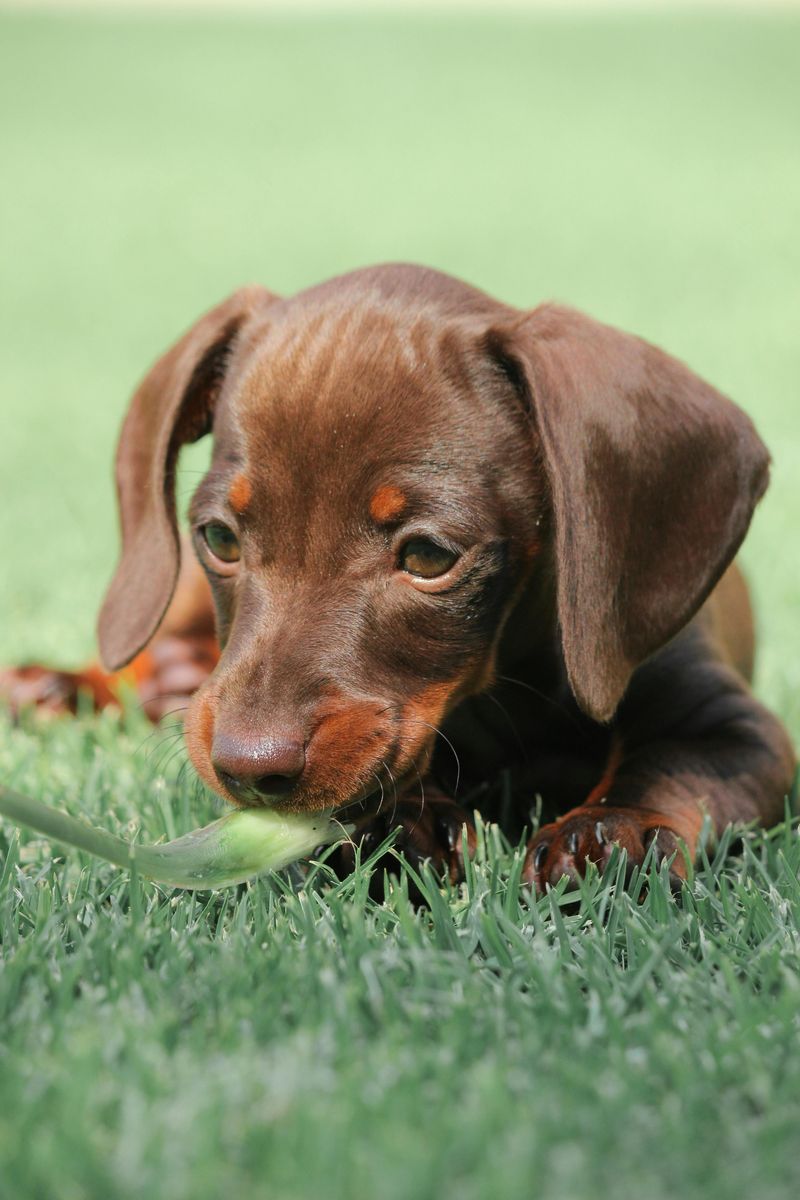 24 Dog Breeds Most Often Linked to Biting Incidents — and the Reasons Behind It 20 Dachshund