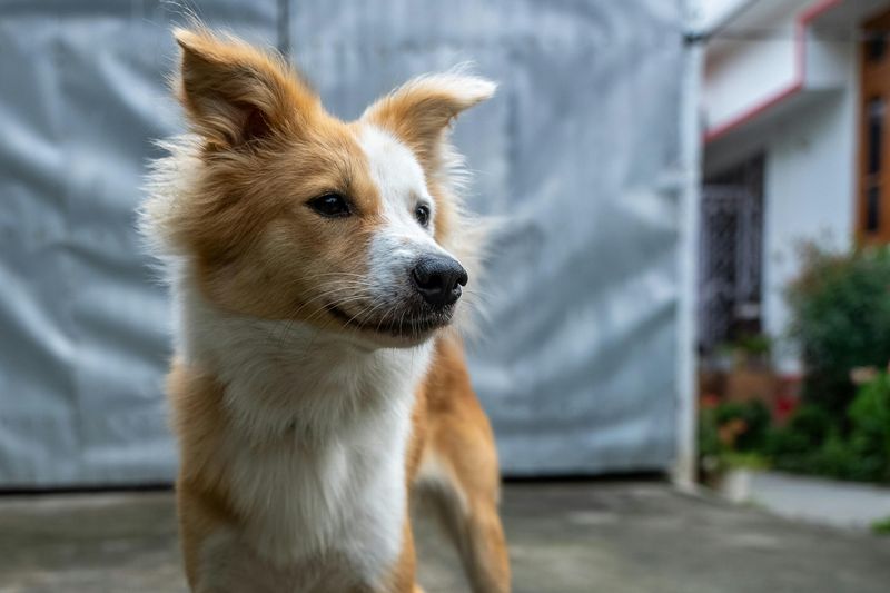 Icelandic Sheepdog