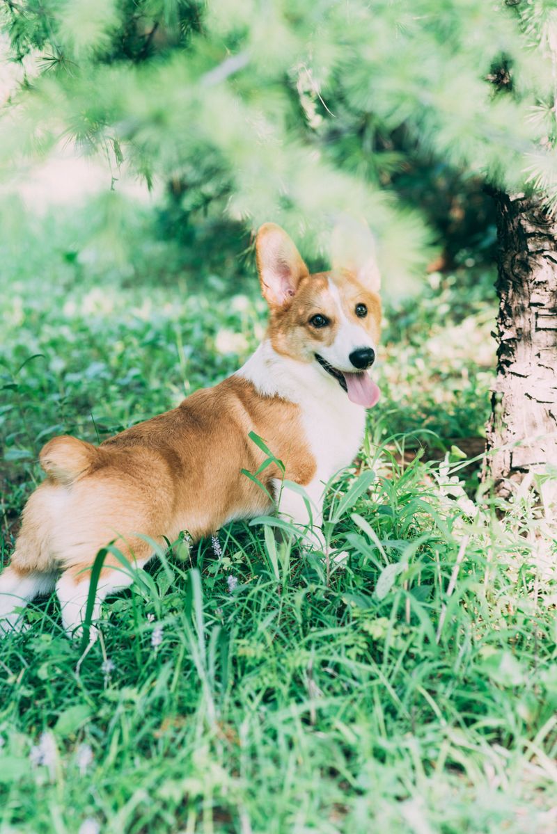 Pembroke Welsh Corgi