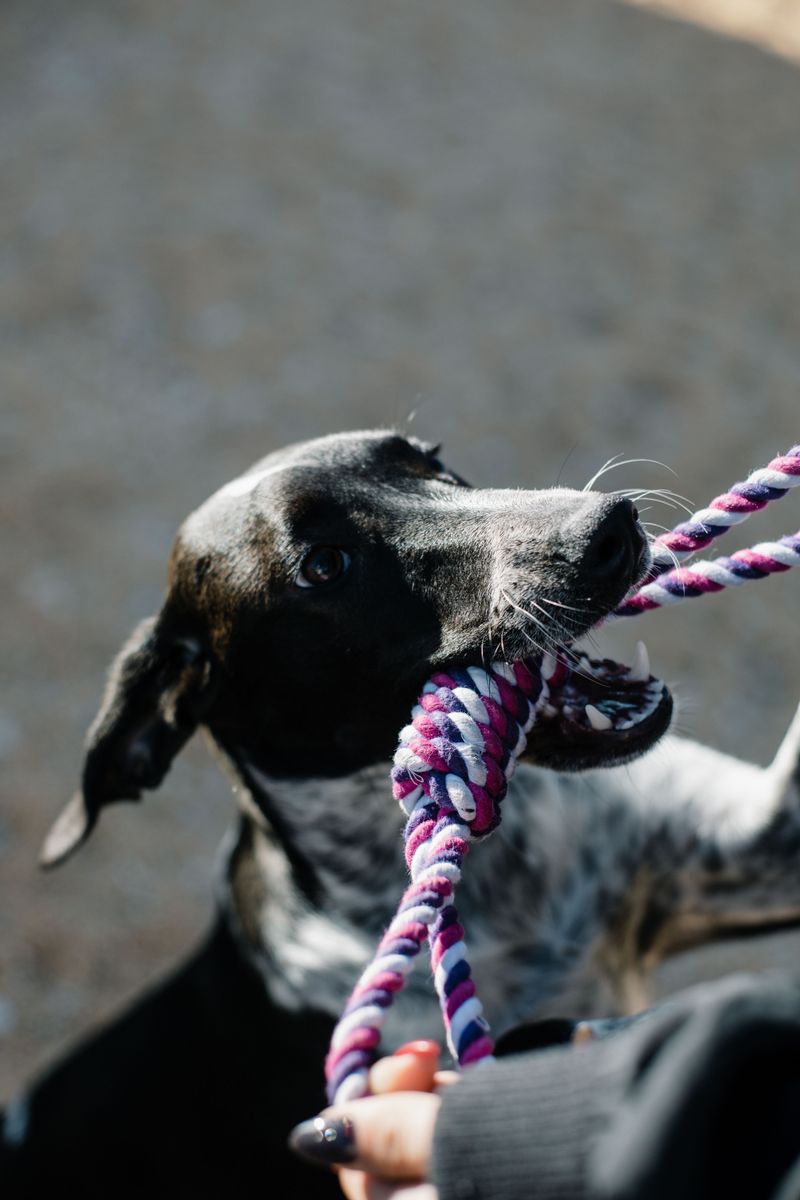 Some dogs leave us far too soon - These breeds often have time on their side 13 Whippet
