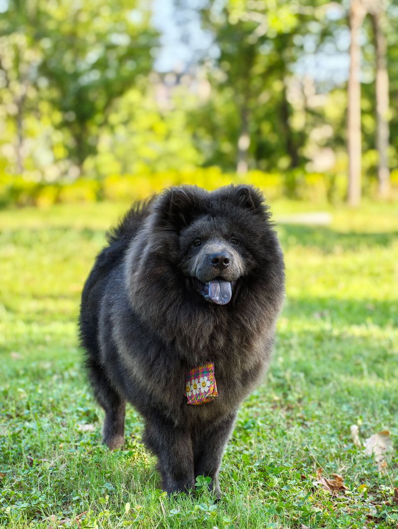 These dog breeds show just how differently canine personalities can respond to unfamiliar people 6 Chow Chow