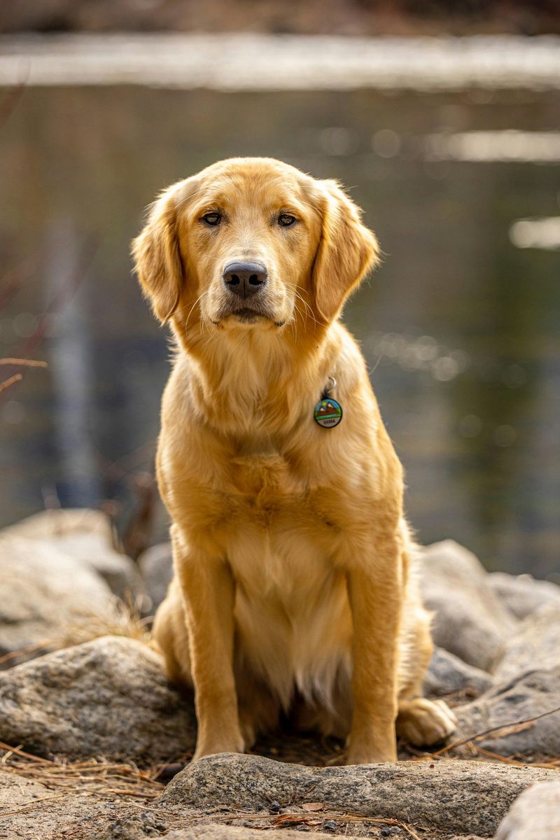 12 family-friendly dog breeds people keep choosing year after year 2 Golden Retriever