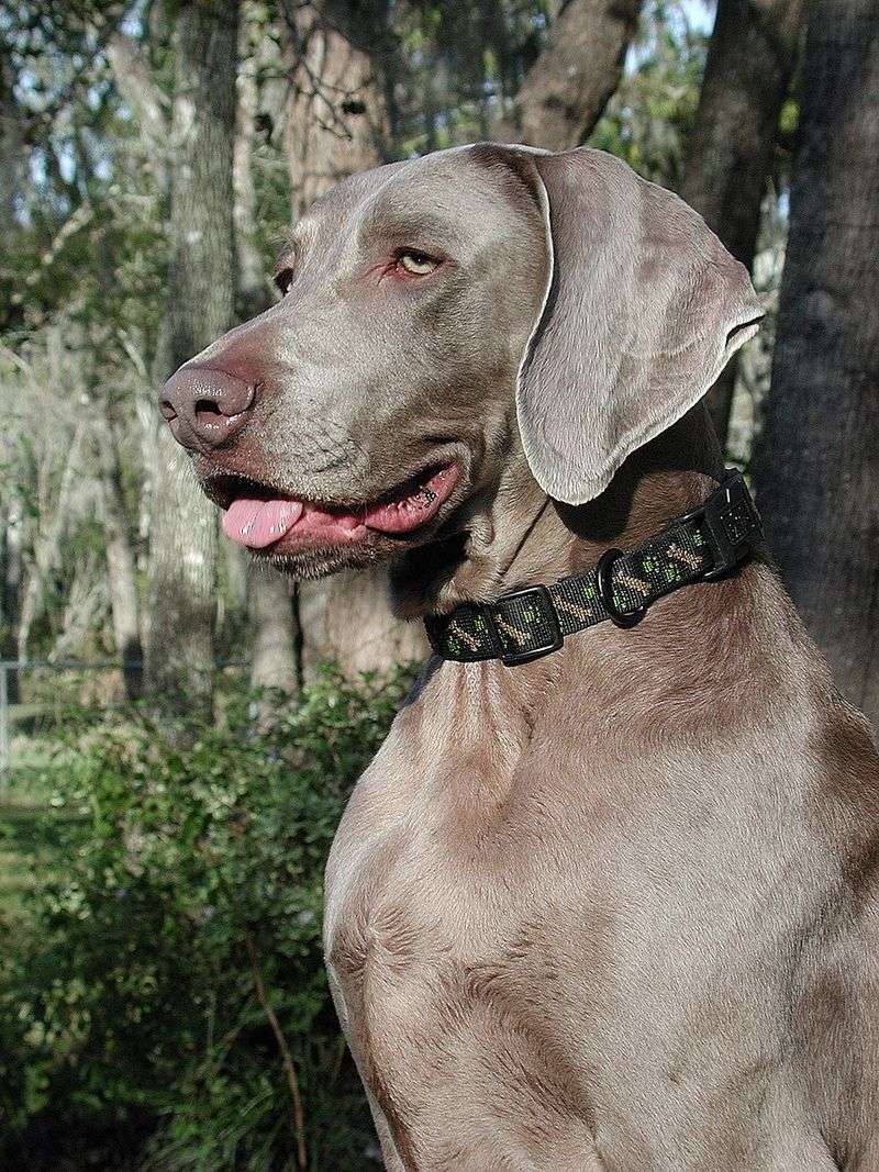 12 Popular Dog Breeds That Many Owners End Up Regretting Choosing 9 Weimaraner