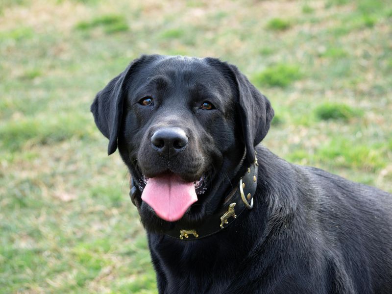 19 Dog Breeds Known for Their Endurance and Survival Instincts 7 Labrador Retriever