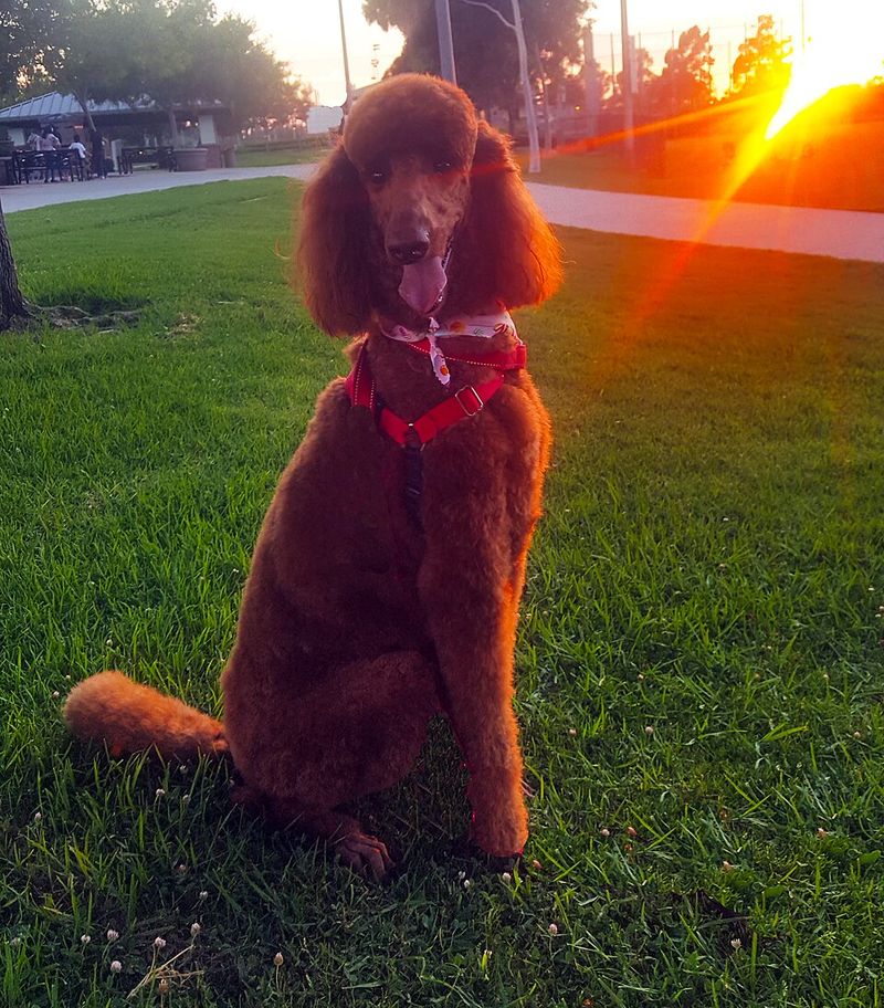 Poodle