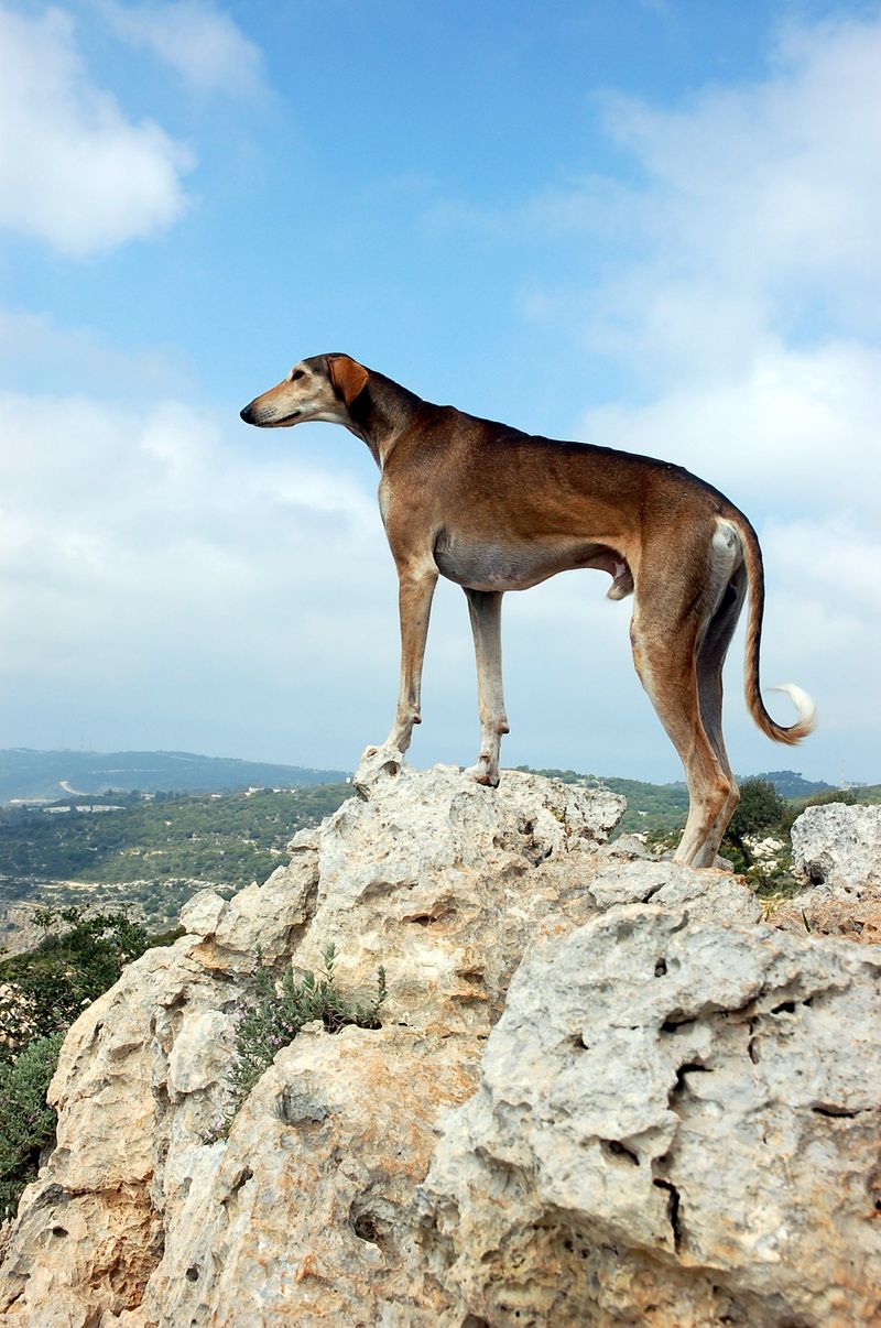 26 Rare Dog Breeds You’ll Rarely Encounter but Won’t Forget 13 Sloughi
