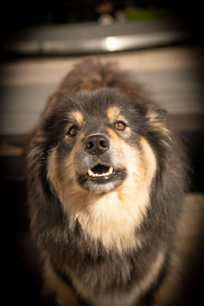 The best-kept secret among experienced owners may be these 13 underrated dog breeds 5 Finnish Lapphund