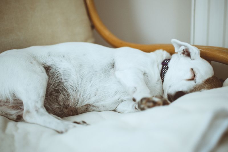 Jack Russell Terrier